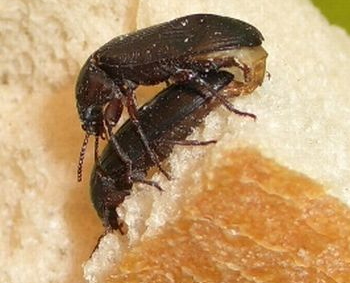 Käfer bei der Paarung