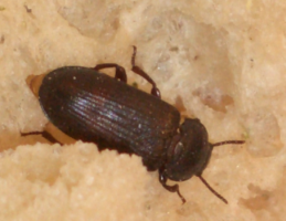 Weibchen legt Eier