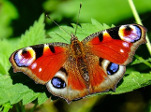 Schmetterling