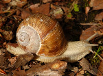 Schnecke