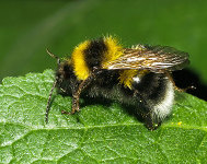 Hummel