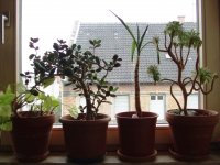 Pflanzen auf der Fensterbank